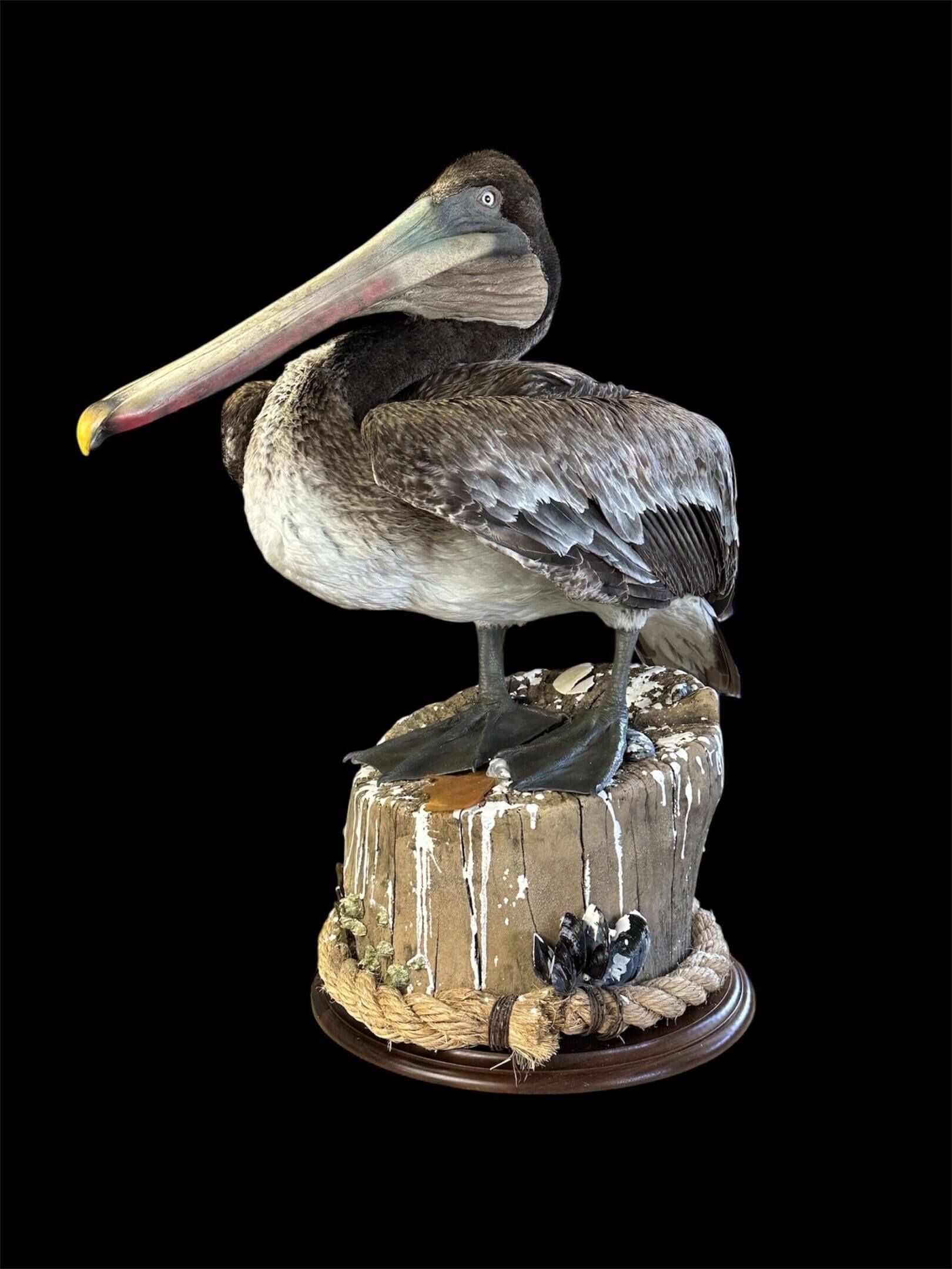Taxidermy pelican on wooden stand, black background.
