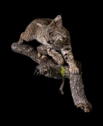 Wild bobcat poised on rugged tree limb