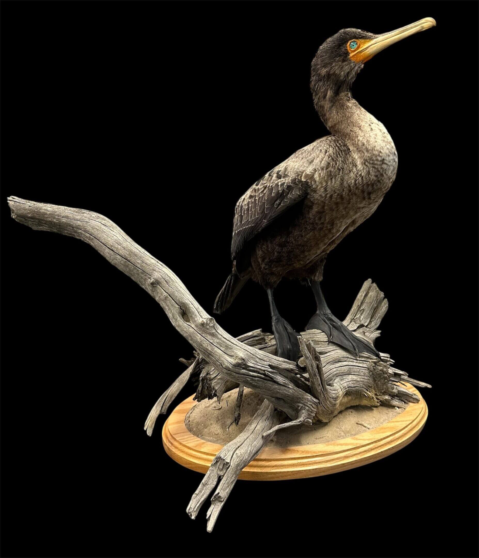 A detailed taxidermy bird perched on driftwood, mounted on a wooden base.
