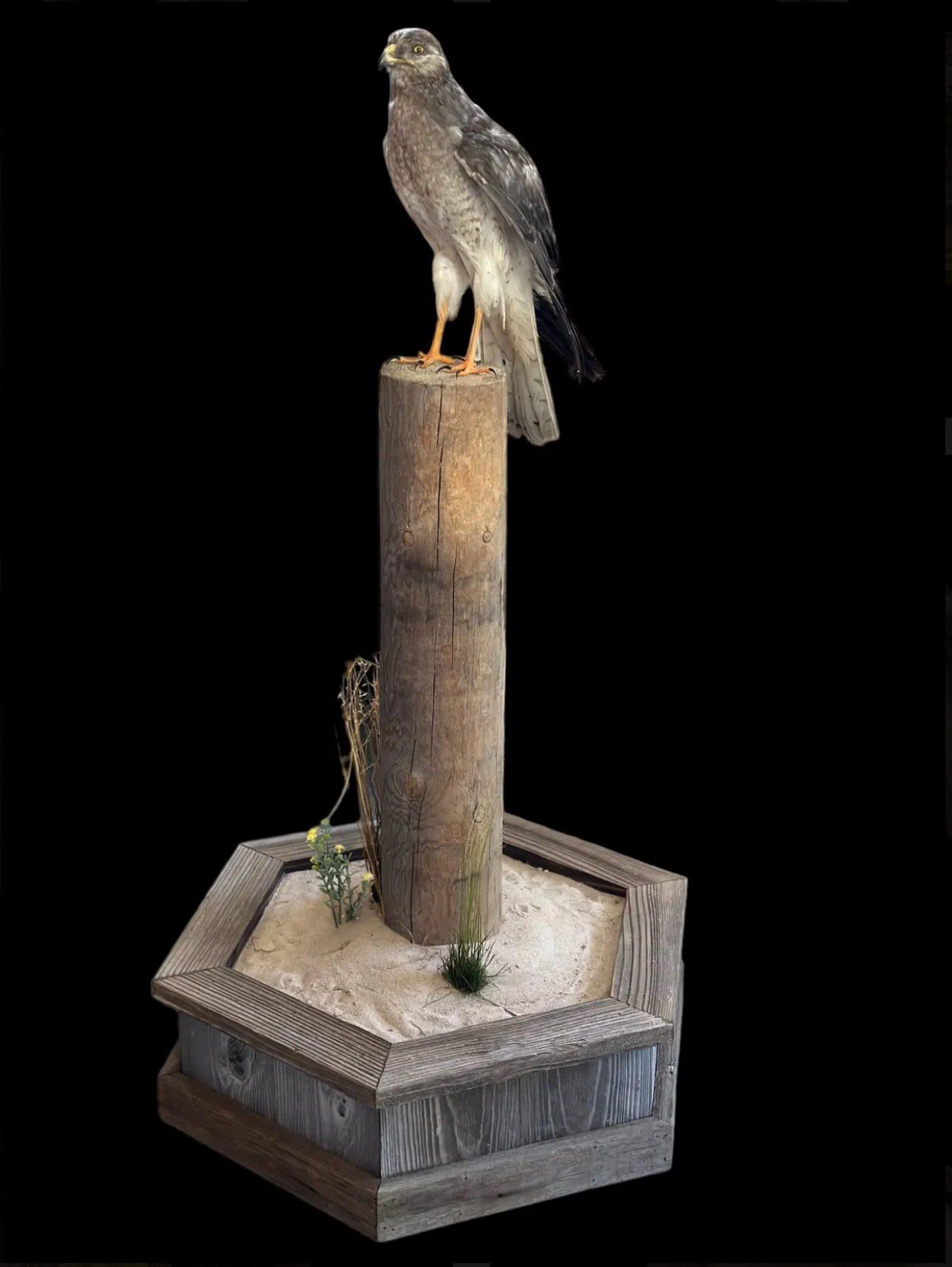 Bird perched on a rustic water pump handle against a black background.