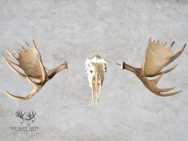 Two mounted goose wings and a skull on a textured wall.