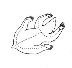 Sketch of a frog from a bottom view with visible limbs and toes.