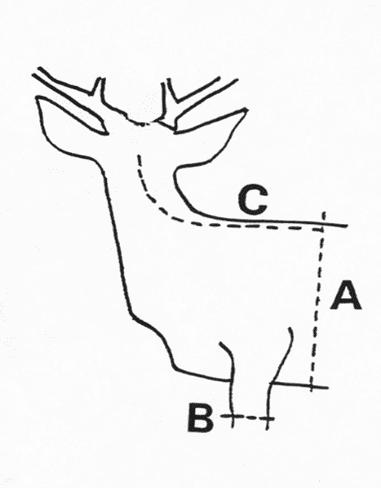 Diagram of a deer with labeled measurement points A, B, and C.