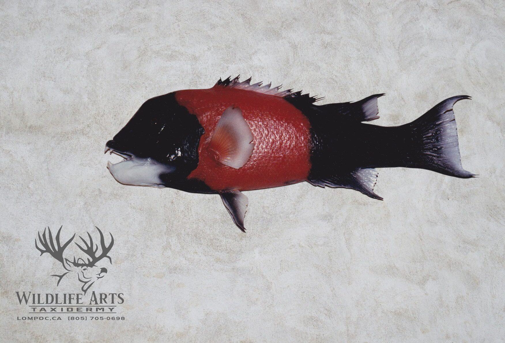 Taxidermy fish mounted on textured surface.