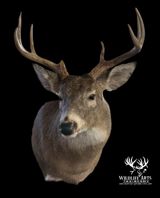 Deer with antlers